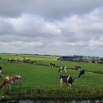 Polder de Ronde Hoep